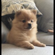 Pomeranian - Both