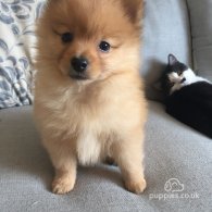 Pomeranian - Both