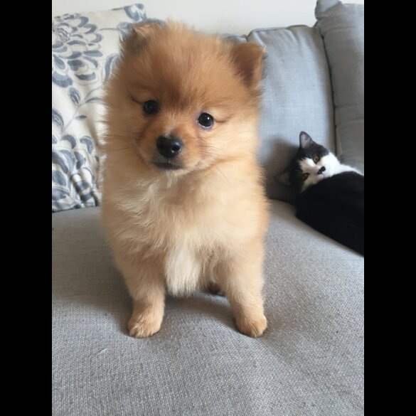 Pomeranian - Both