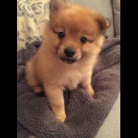 Pomeranian - Both