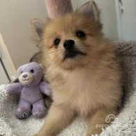 Pomeranian - Both