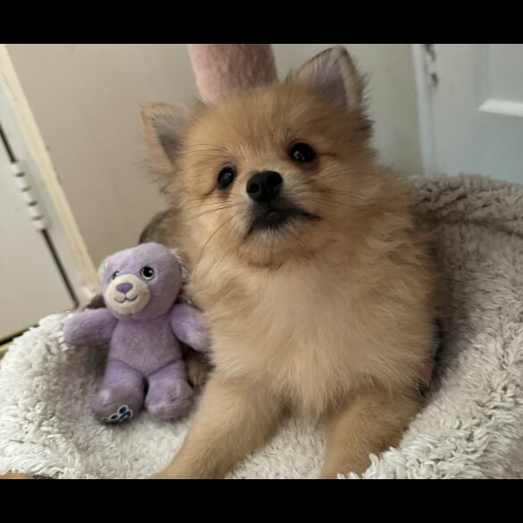 Pomeranian - Both