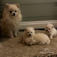 Pomeranian - Dogs