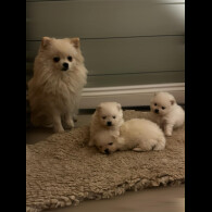 Pomeranian - Dogs