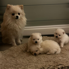 Pomeranian - Dogs