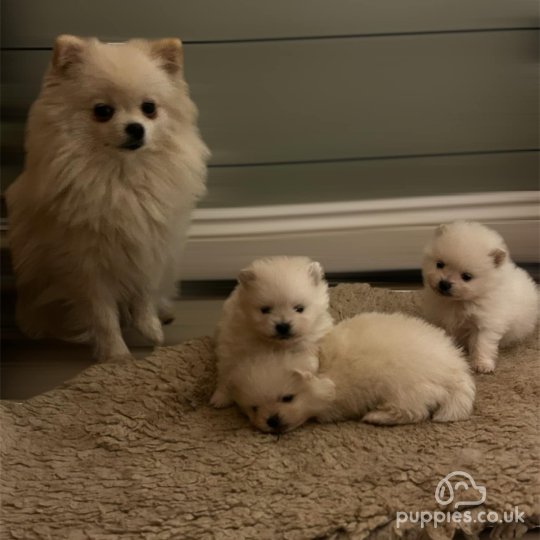 Pomeranian - Dogs