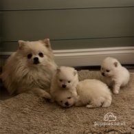 Pomeranian - Dogs