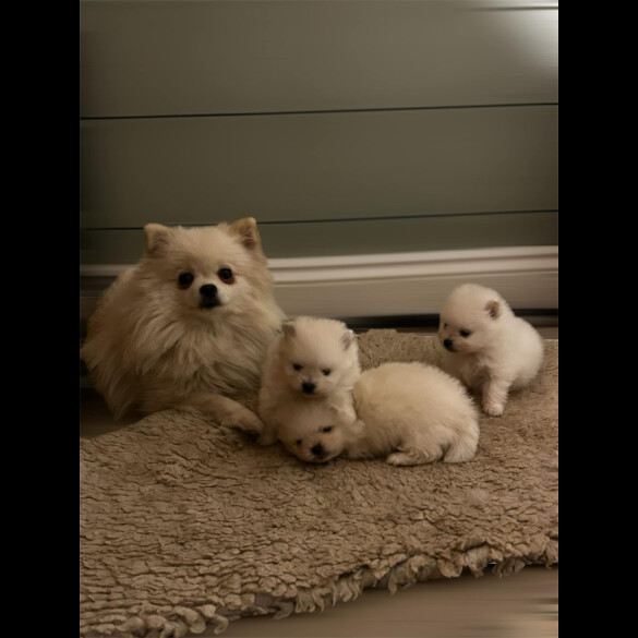 Pomeranian - Dogs