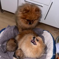 Pomeranian - Bitches