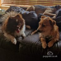 Pomeranian - Both