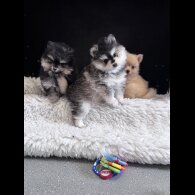 Pomsky - Both