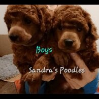 Miniature Poodle - Both