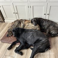 Labrador Retriever - Both