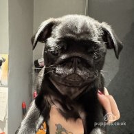 Pug - Both