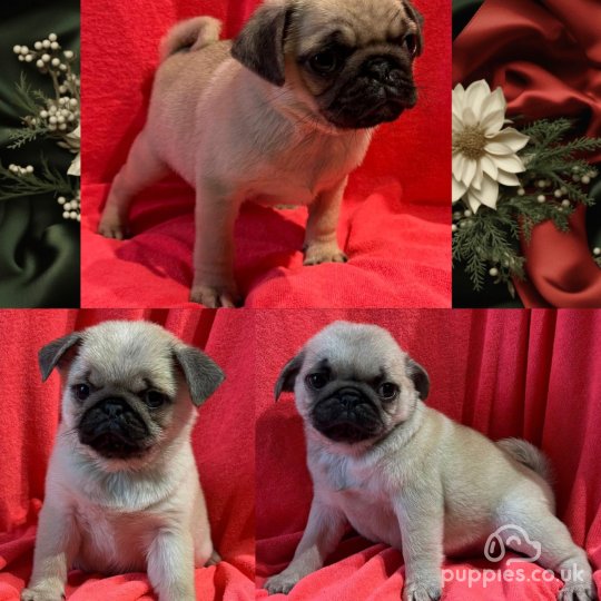 Dogs and Puppies for Sale in the UK Puppies