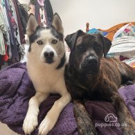 Mixed Breed - Both