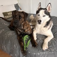 Mixed Breed - Both