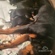 Rottweiler - Both