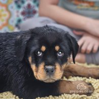 Rottweiler - Both