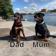 Rottweiler - Both