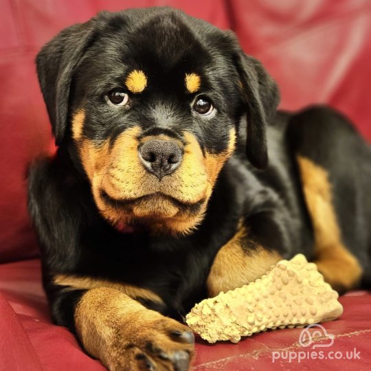 Rottweiler - Both