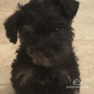 Schnoodle - Both