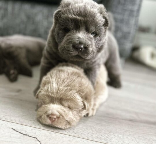 Shar Pei