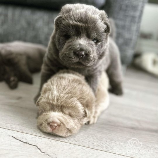 Bear coat shar pei for sale near me best sale