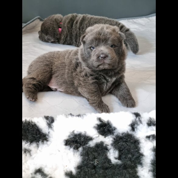 Shar Pei - Both