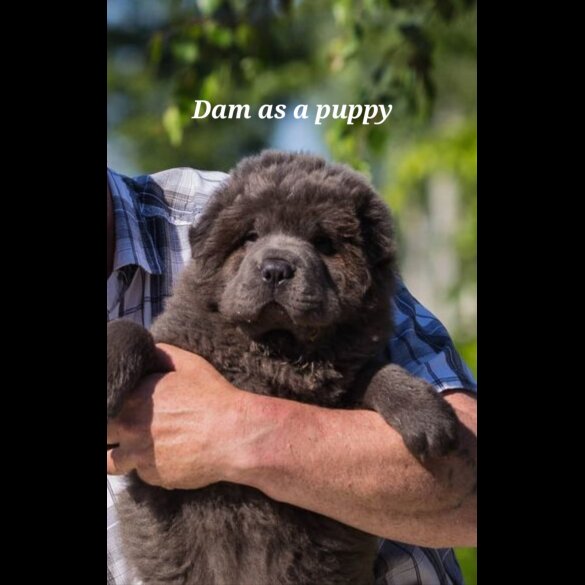 Shar Pei - Both