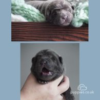 Shar Pei - Both