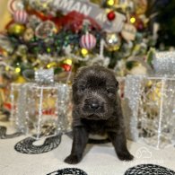 Shar Pei - Both