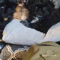 Shih Tzu - Both