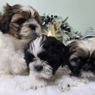 Shih Tzu - Dogs