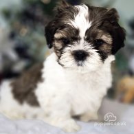 Shih Tzu - Dogs