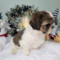 Shih Tzu - Dogs