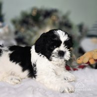 Shih Tzu - Dogs