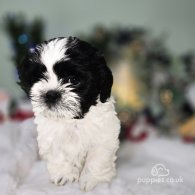 Shih Tzu - Dogs