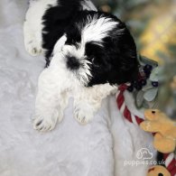 Shih Tzu - Dogs