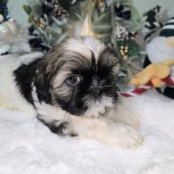 Shih Tzu - Dogs