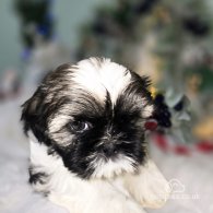 Shih Tzu - Dogs