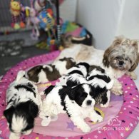 Shih Tzu - Dogs