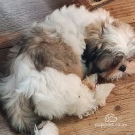 Shih Tzu - Dogs