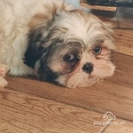 Shih Tzu - Dogs