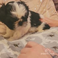 Shih Tzu - Both