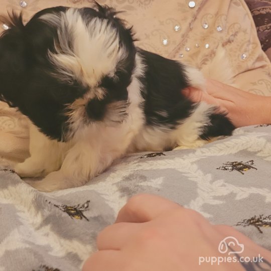 Shih Tzu - Both