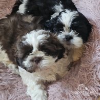 Shih Tzu - Dogs