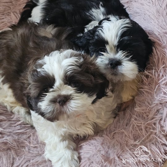 Shih Tzu - Dogs