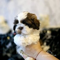 Shih Tzu - Dogs