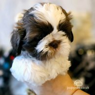 Shih Tzu - Dogs